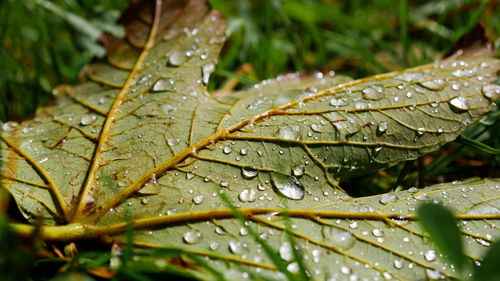 Close-up of wet leaf