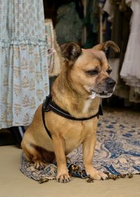 Close-up of dog looking away while sitting at home