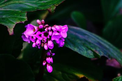 Close-up of pink flowers