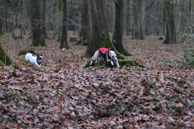 Two dogs running in the forest