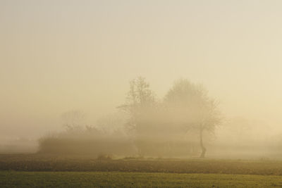 Trees on field against sky during foggy weather