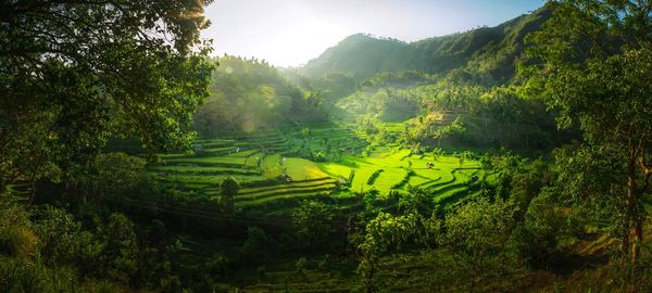 Scenic view of agricultural field against sky