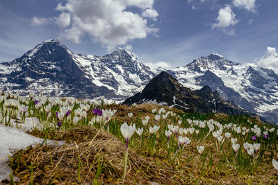 Scenic view of snowcapped mountains against sky