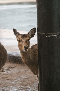 Portrait of deer