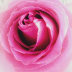 Close-up of pink rose