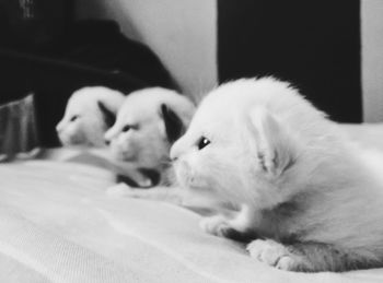 Cat sleeping on sofa