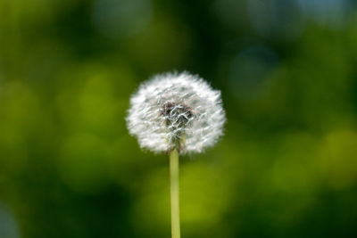 Close-up of white dandelion flower