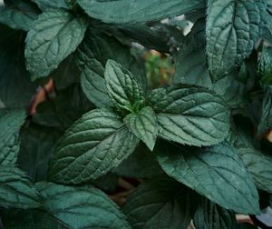 Close-up of fresh green plant