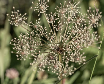 Close-up of white flowering plant