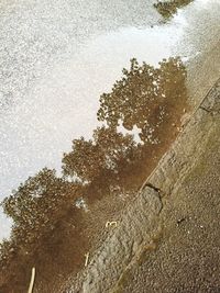 Low angle view of trees against sky