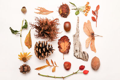 Natural forest decor on white background, autumn dried plants, leaves and flower