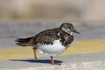 Close-up of bird