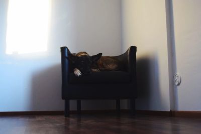 Cat on window at home