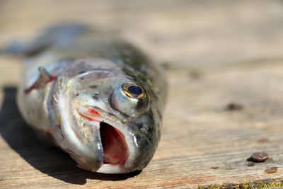 Close-up of dead fish on table