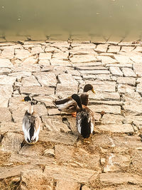 Birds perching on wall