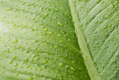 Full frame shot of raindrops on green leaf