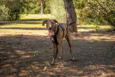 Portrait of dog standing on land