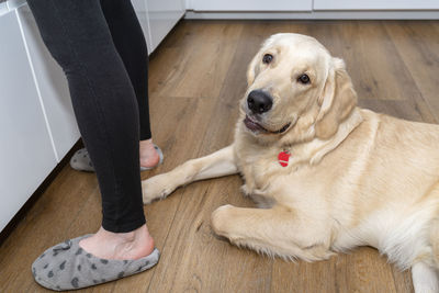 A young male golden retriever lies on modern vinyl panels in the kitchen next to  the womans legs.