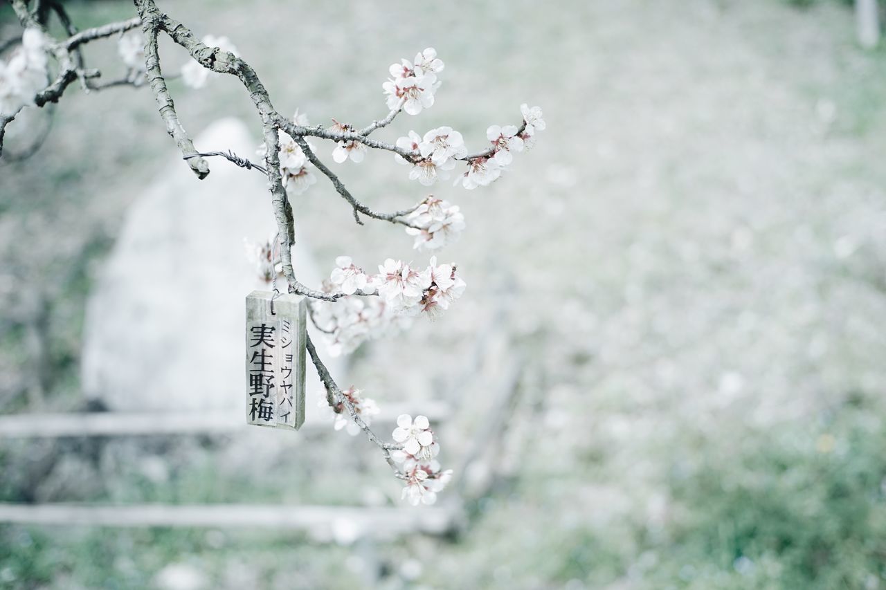 flower, focus on foreground, branch, nature, growth, tree, plant, fragility, close-up, hanging, selective focus, day, freshness, twig, outdoors, beauty in nature, no people, white color, cherry blossom, springtime