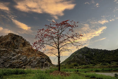 Tree on field against sky during sunset