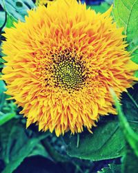 Close-up of fresh sunflower blooming outdoors