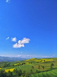 Scenic view of agricultural field against blue sky