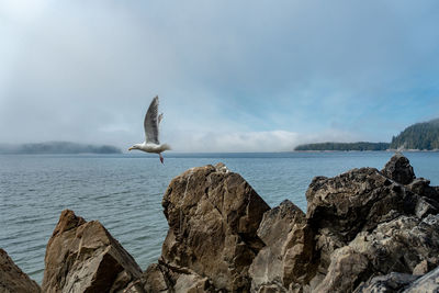 A seagull short after the from rocks by sea 