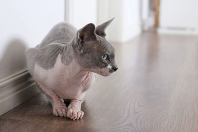 Close-up of a cat looking away