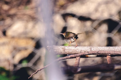 Close-up of bird perching on fence