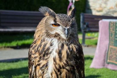 Close-up portrait of an animal