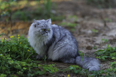 Portrait of a cat on field