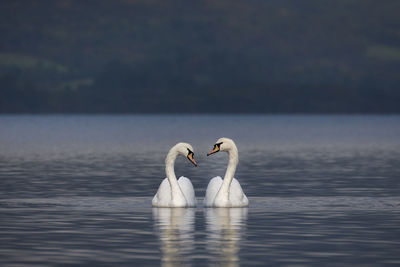 Swan swimming in lake