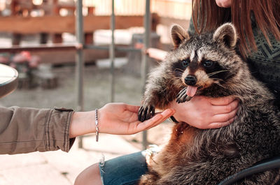 The raccoon stuck out his tongue. the girl holds the pet in her arms.