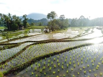 Scenic view of rice field against sky