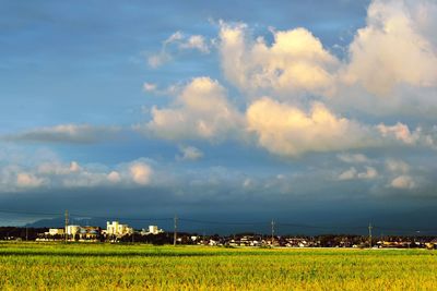 Scenic view of agricultural field against sky