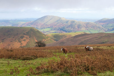 Cows grazing on field against sky