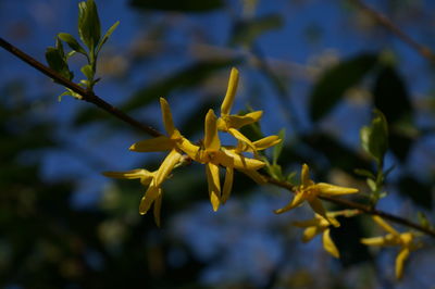 Close-up of plant against sky