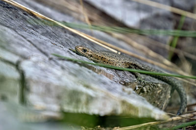 Close-up of lizard on wood