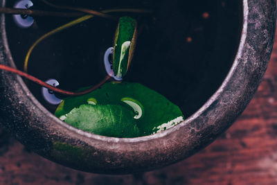 High angle view of wet plant