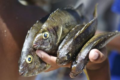 Close-up of fish underwater