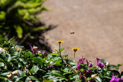 Close-up of butterfly perching on flower