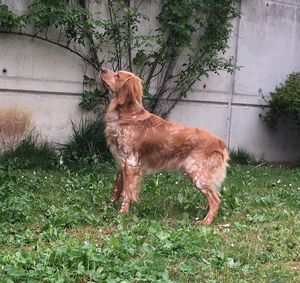 View of a dog on field