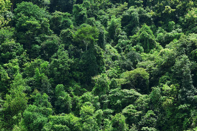 Trees in forest