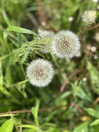 Close-up of dandelion flower on field