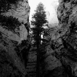 Low angle view of rock formation amidst trees against sky