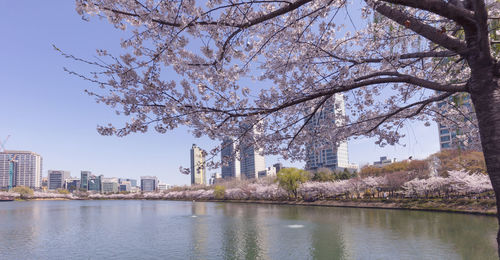 View of cherry tree by buildings against sky