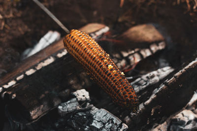 High angle view of corn