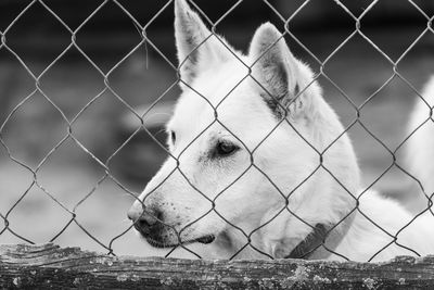 Close-up of a horse behind fence