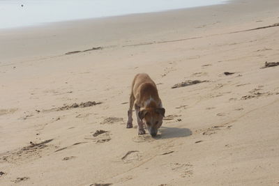 Dog on beach