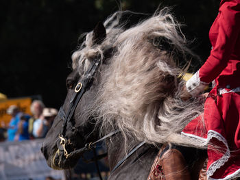 Close-up of a horse